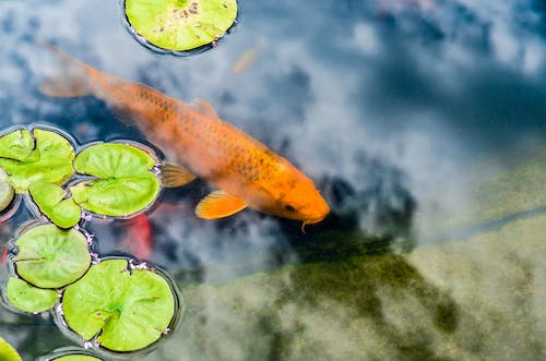 Free Orange Koi Fish Swimming Underwater Stock Photo